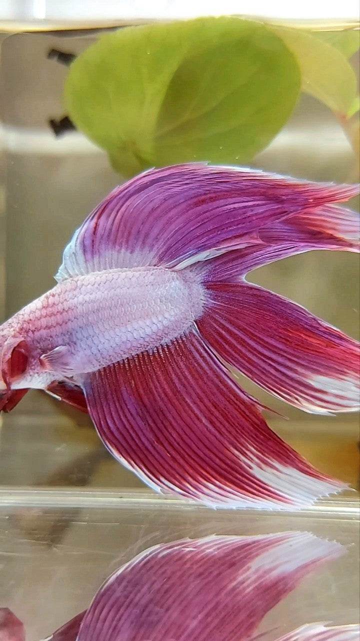 XL VEILTAIL DOUBLE TAIL PINK PREMIUM BETTA FISH