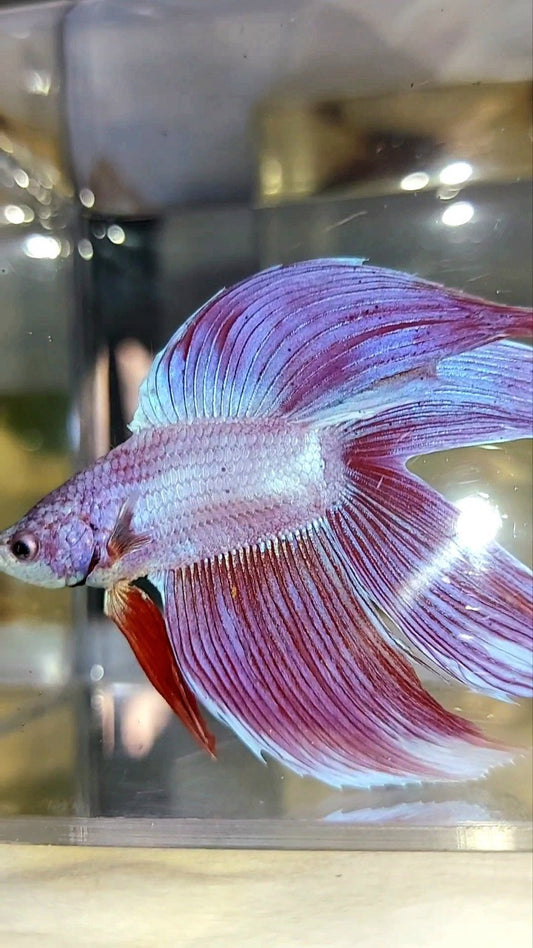 XL VEILTAIL DOUBLE TAIL PINK PREMIUM BETTA FISH