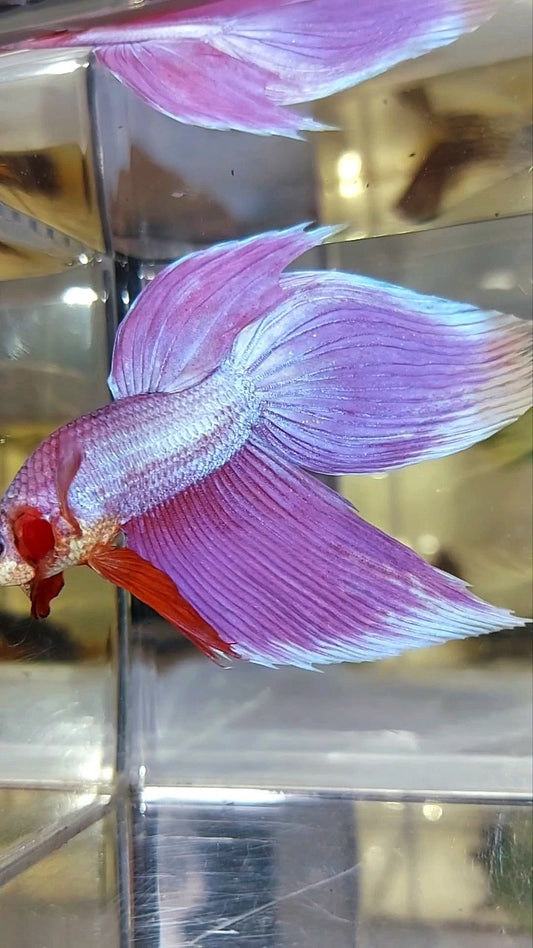 XL VEILTAIL SUPER PINK PREMIUM BETTA FISH