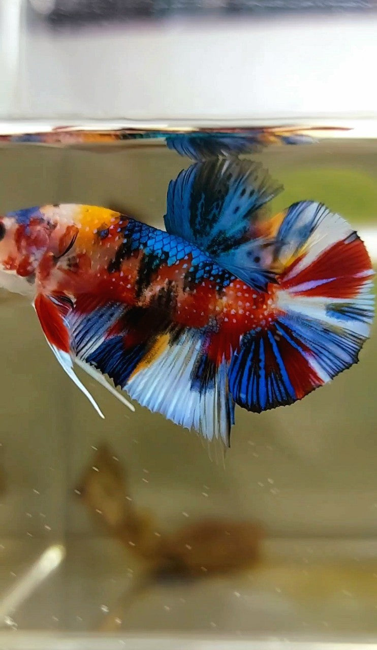 PLAKAT BLACK ORANGE METTALIC MULTICOLOR BETTA FISH
