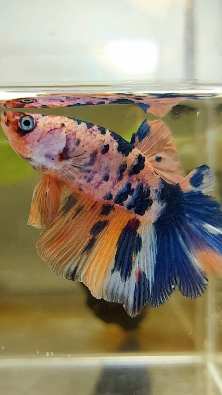 HALFMOON CANDY MULTICOLOR BETTA FISH