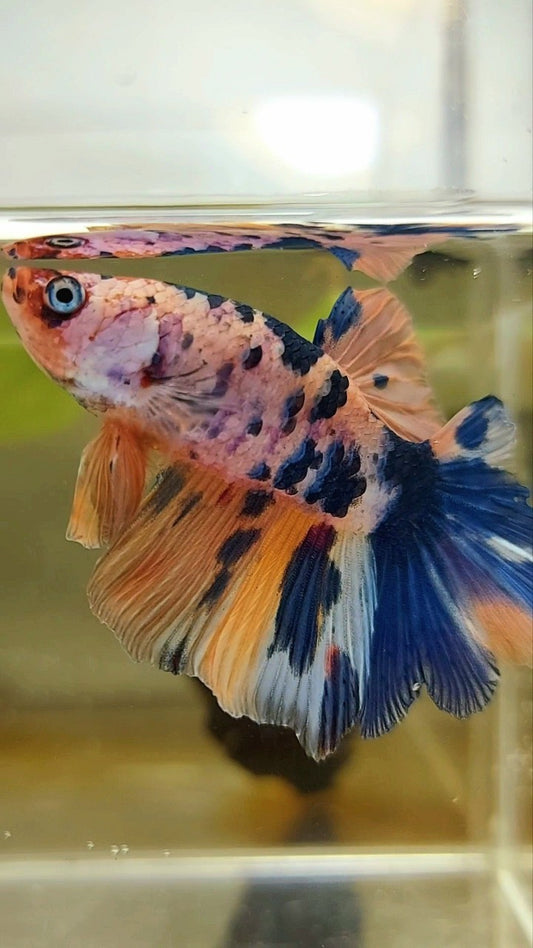 HALFMOON CANDY MULTICOLOR BETTA FISH