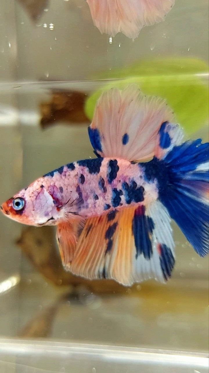 HALFMOON CANDY MULTICOLOR BETTA FISH