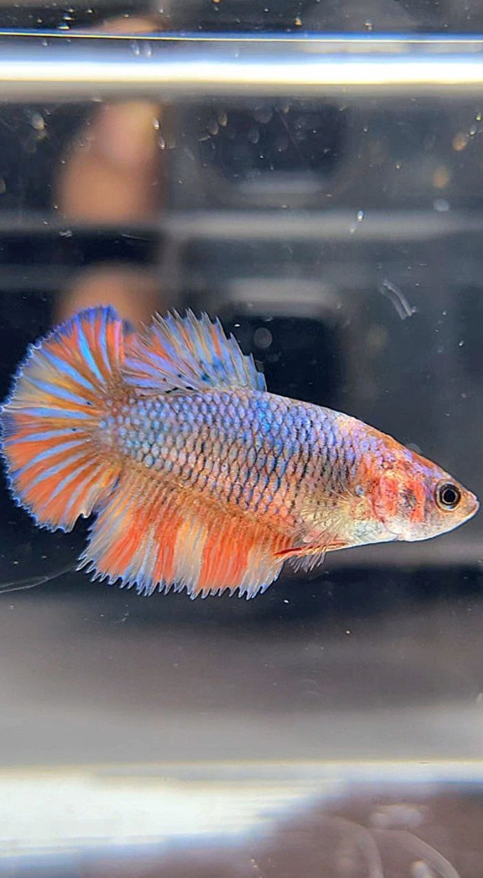 FEMALE HALFMOON BLUE FANCY YELLOW MULTICOLOR BETTA FISH