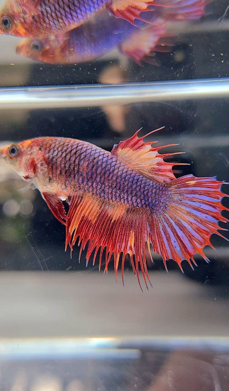 FEMALE CROWNTAIL PURPLE FIRE MULTICOLOR BETTA FISH