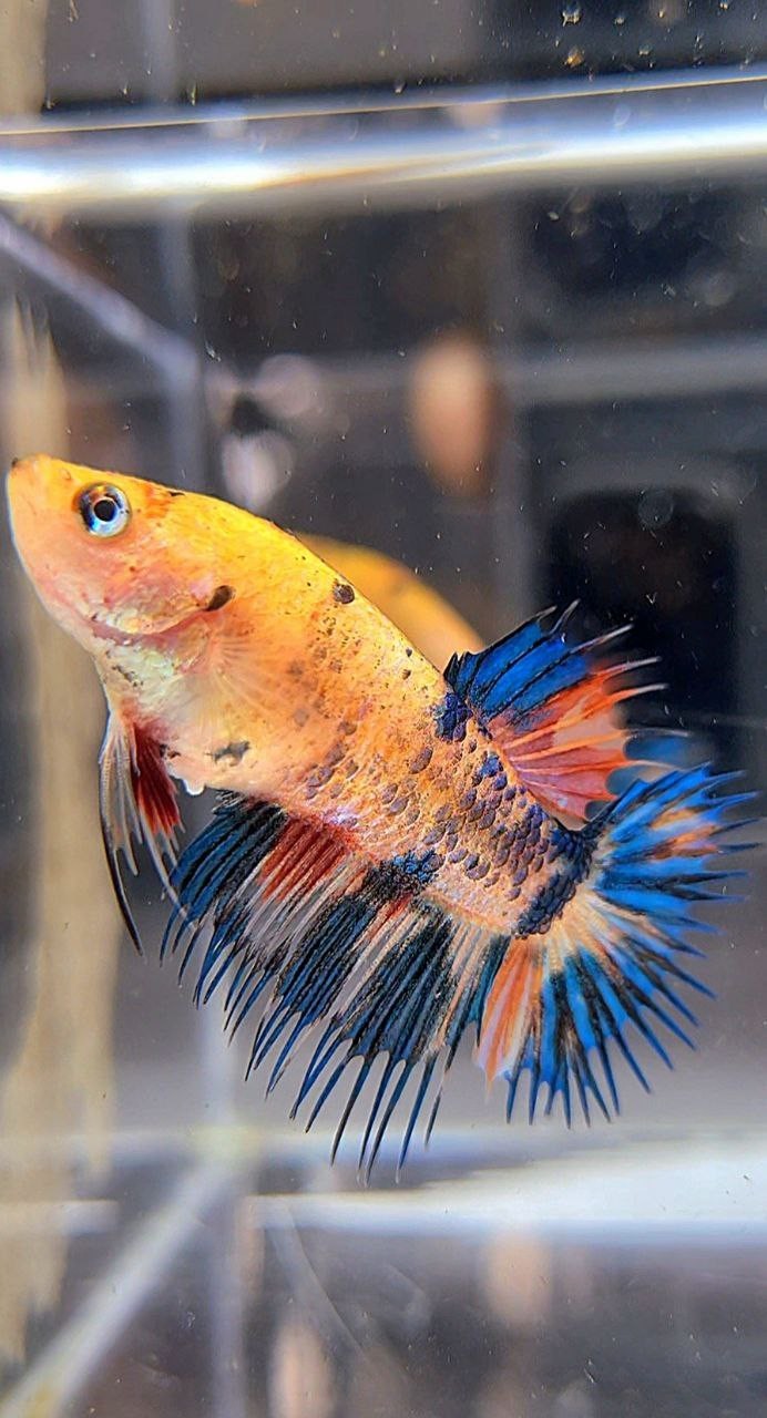 FEMALE CROWNTAIL YELLOW KOI FANCY MULTICOLOR BETTA FISH
