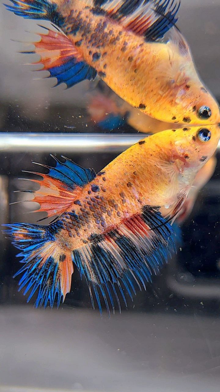 FEMALE CROWNTAIL YELLOW KOI FANCY MULTICOLOR BETTA FISH