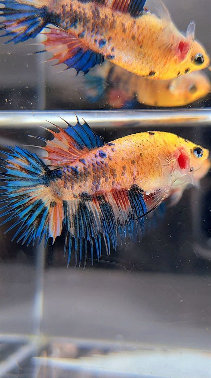 FEMALE CROWNTAIL YELLOW KOI FANCY MULTICOLOR BETTA FISH
