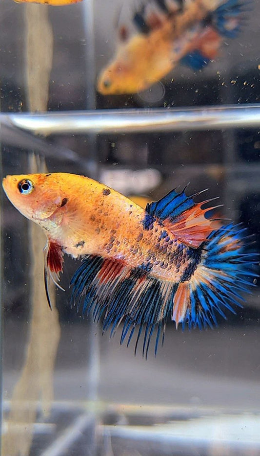 FEMALE CROWNTAIL YELLOW KOI FANCY MULTICOLOR BETTA FISH