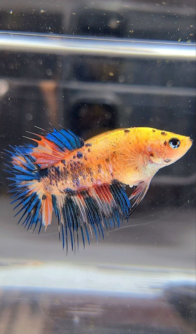 FEMALE CROWNTAIL YELLOW KOI FANCY MULTICOLOR BETTA FISH