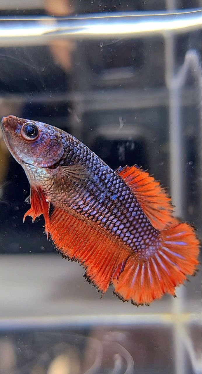 FEMALE HALFMOON RED BLUE FANCY BETTA FISH