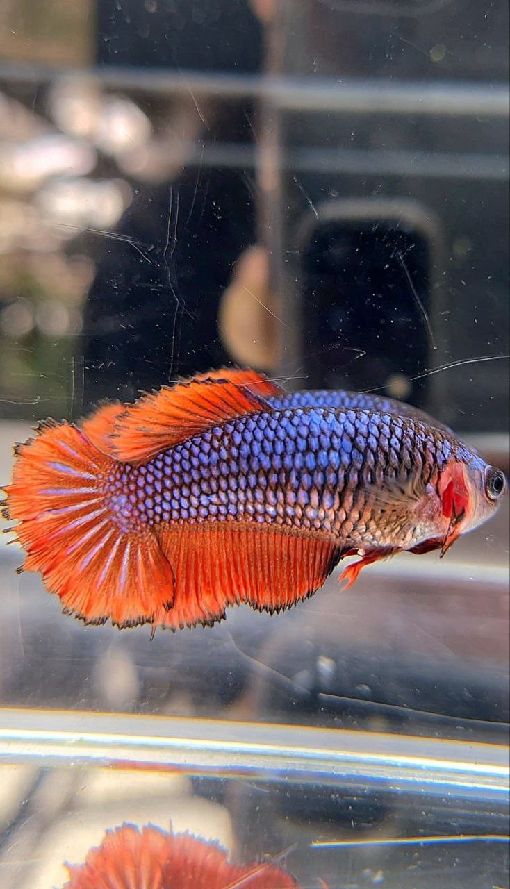 FEMALE HALFMOON RED BLUE FANCY BETTA FISH