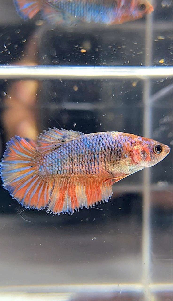 FEMALE HALFMOON BLUE FANCY YELLOW MULTICOLOR BETTA FISH