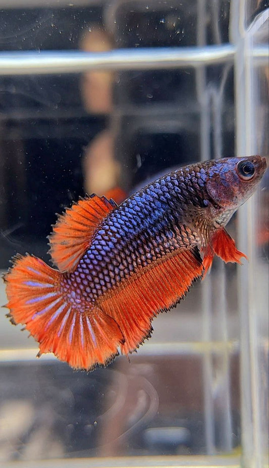 FEMALE HALFMOON RED BLUE FANCY BETTA FISH