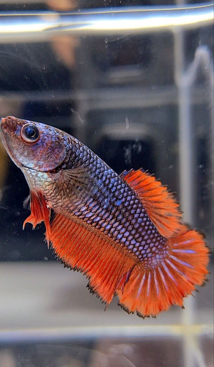 FEMALE HALFMOON RED BLUE FANCY BETTA FISH