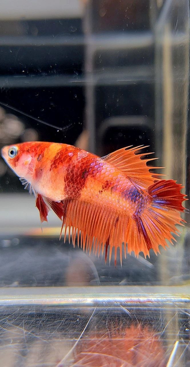 FEMALE CROWNTAIL PLAKAT ORANGE KOI NEMO MULTICOLOR BETTA FISH