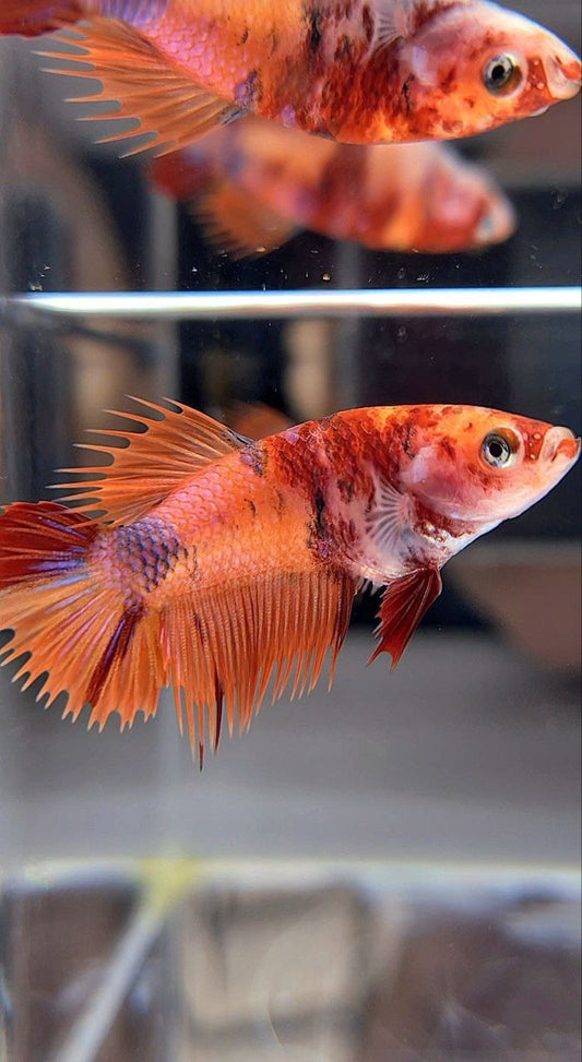 FEMALE CROWNTAIL PLAKAT ORANGE KOI NEMO MULTICOLOR BETTA FISH