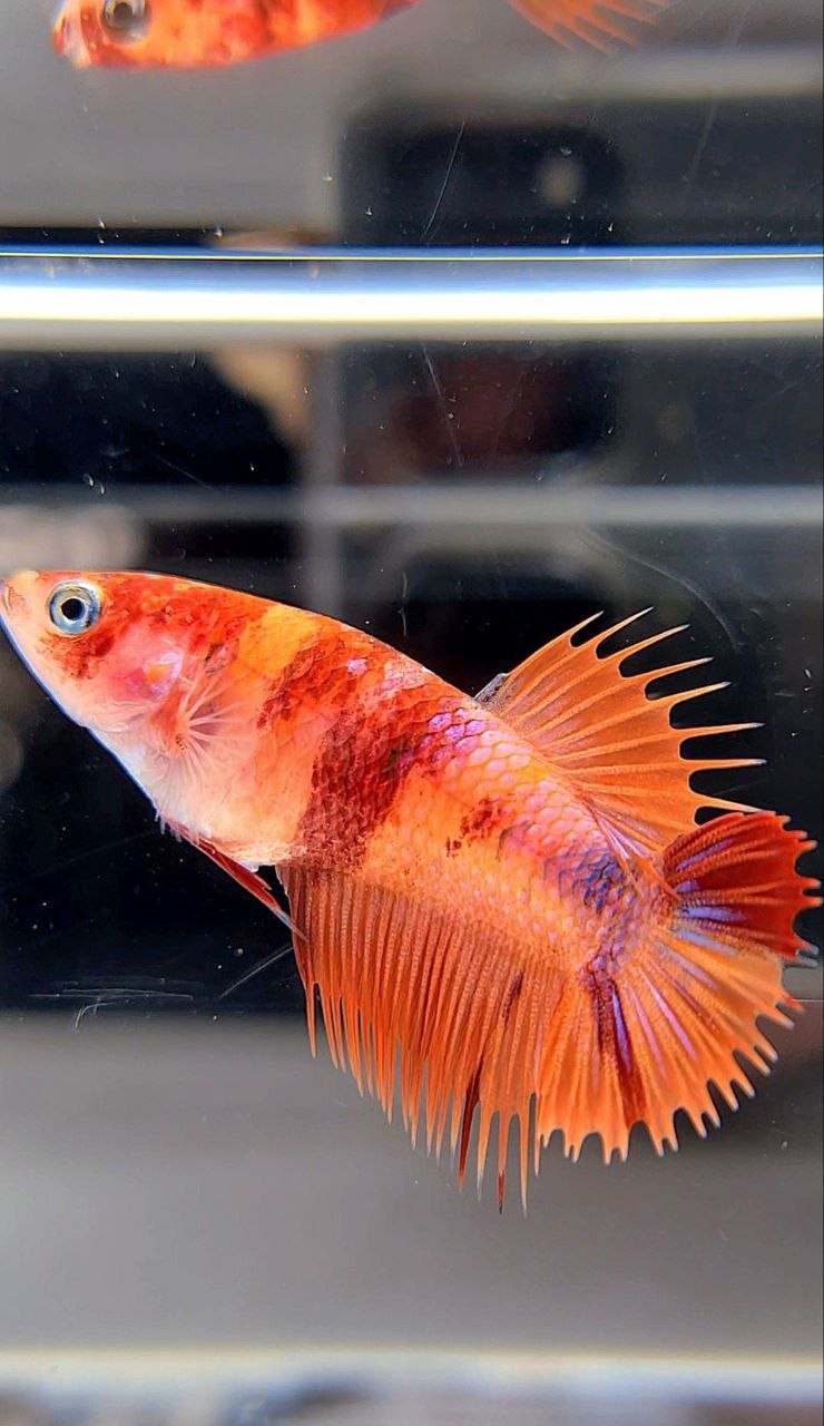 FEMALE CROWNTAIL PLAKAT ORANGE KOI NEMO MULTICOLOR BETTA FISH