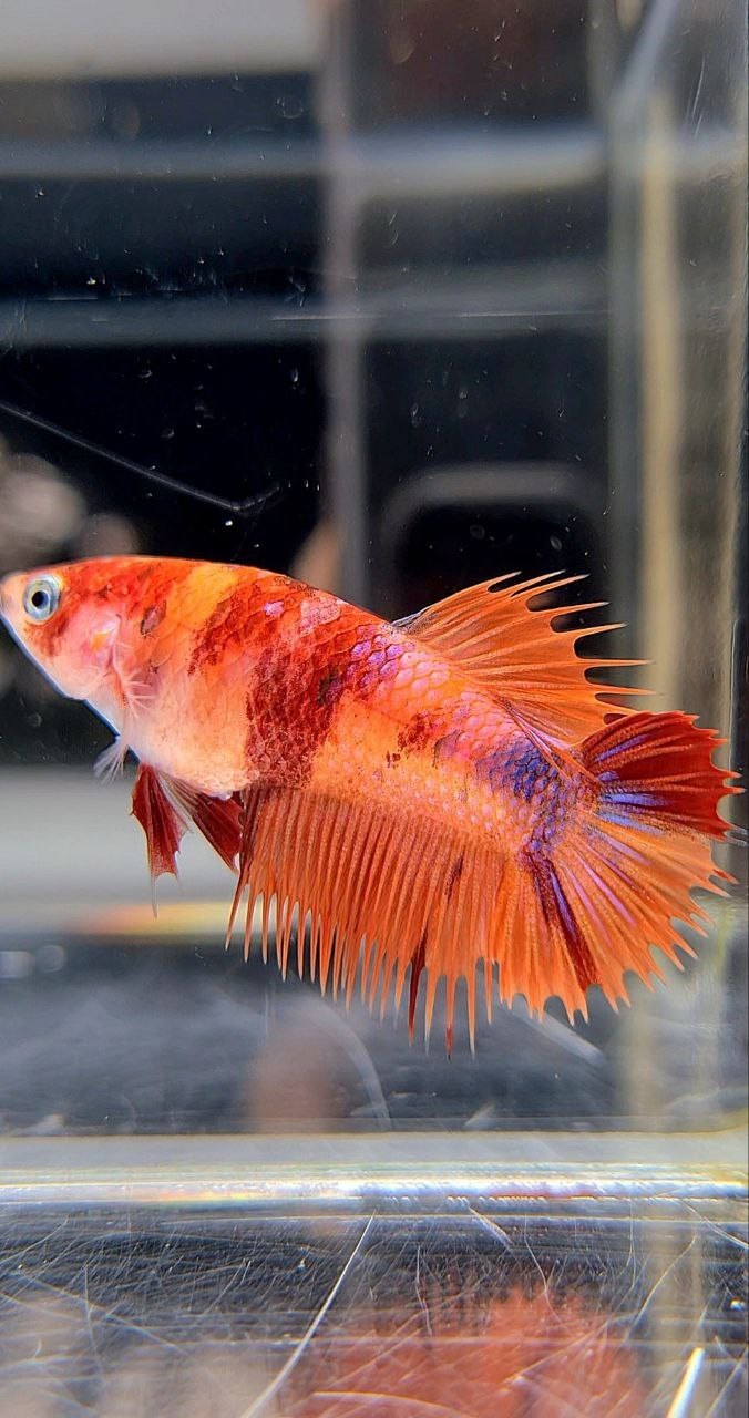 FEMALE CROWNTAIL PLAKAT ORANGE KOI NEMO MULTICOLOR BETTA FISH
