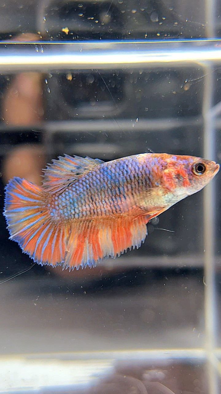 FEMALE HALFMOON BLUE FANCY YELLOW MULTICOLOR BETTA FISH