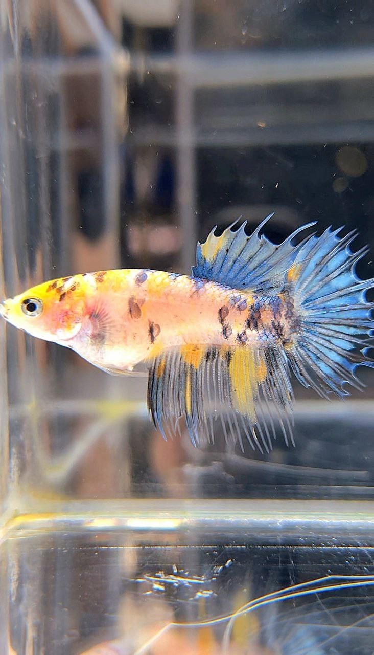FEMALE CROWNTAIL YELLOW KOI MARBLE DOTS MULTICOLOR BETTA FISH