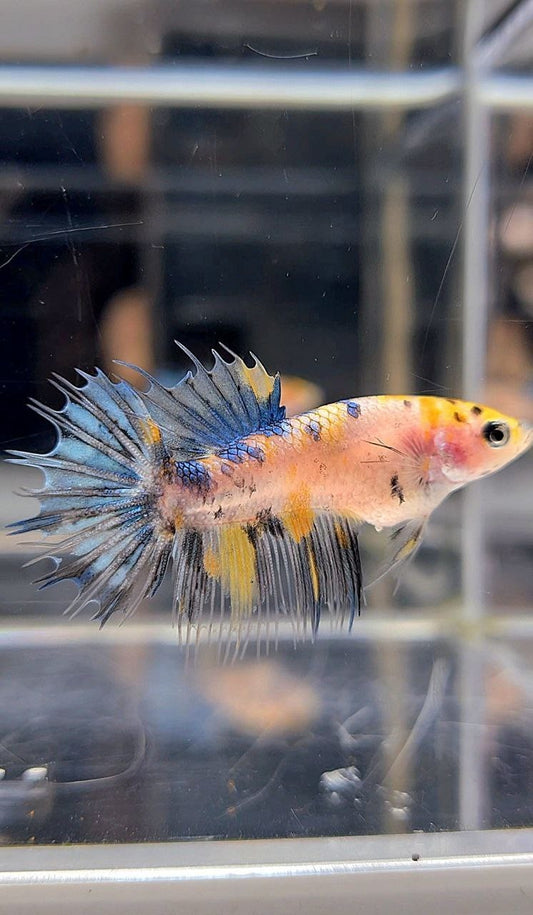 FEMALE CROWNTAIL YELLOW KOI MARBLE DOTS MULTICOLOR BETTA FISH