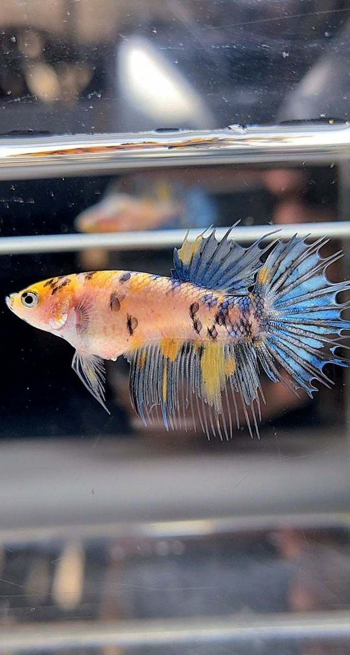 FEMALE CROWNTAIL YELLOW KOI MARBLE DOTS MULTICOLOR BETTA FISH
