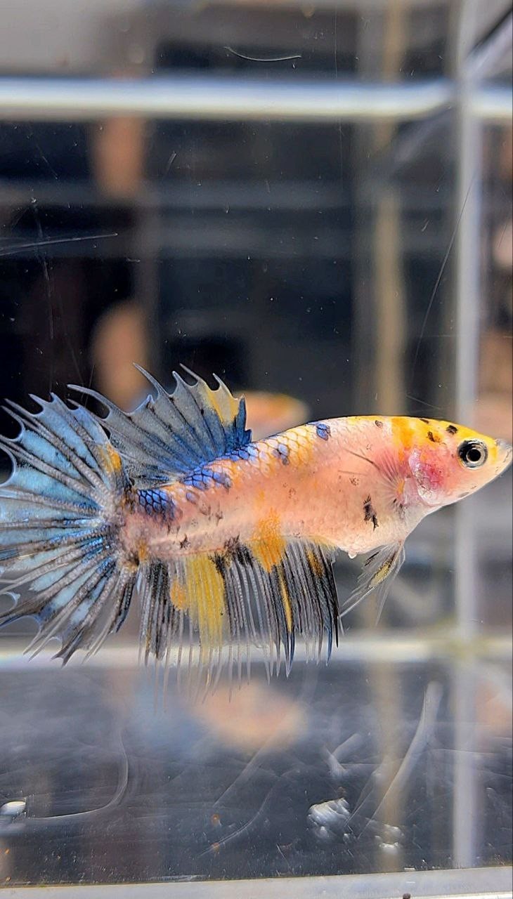 FEMALE CROWNTAIL YELLOW KOI MARBLE DOTS MULTICOLOR BETTA FISH
