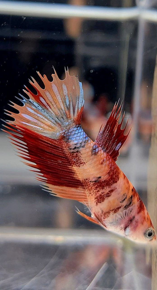 FEMALE CROWNTAIL ORANGE FANCY COPPER MULTICOLOR BETTA FISH