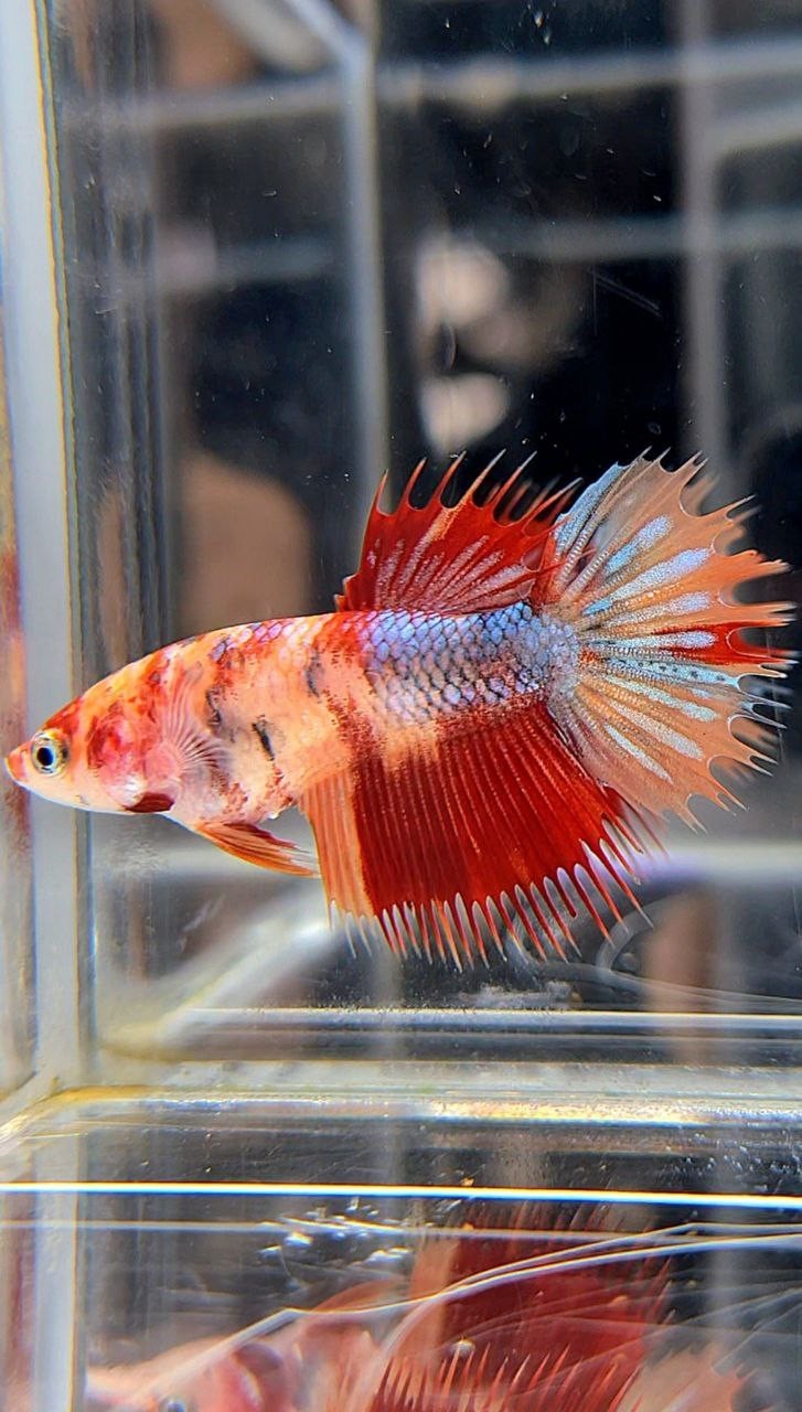 FEMALE CROWNTAIL ORANGE FANCY COPPER MULTICOLOR BETTA FISH