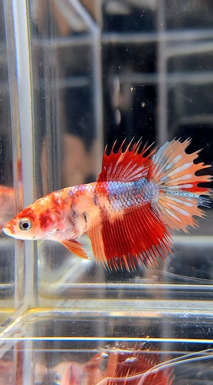 FEMALE CROWNTAIL ORANGE FANCY COPPER MULTICOLOR BETTA FISH