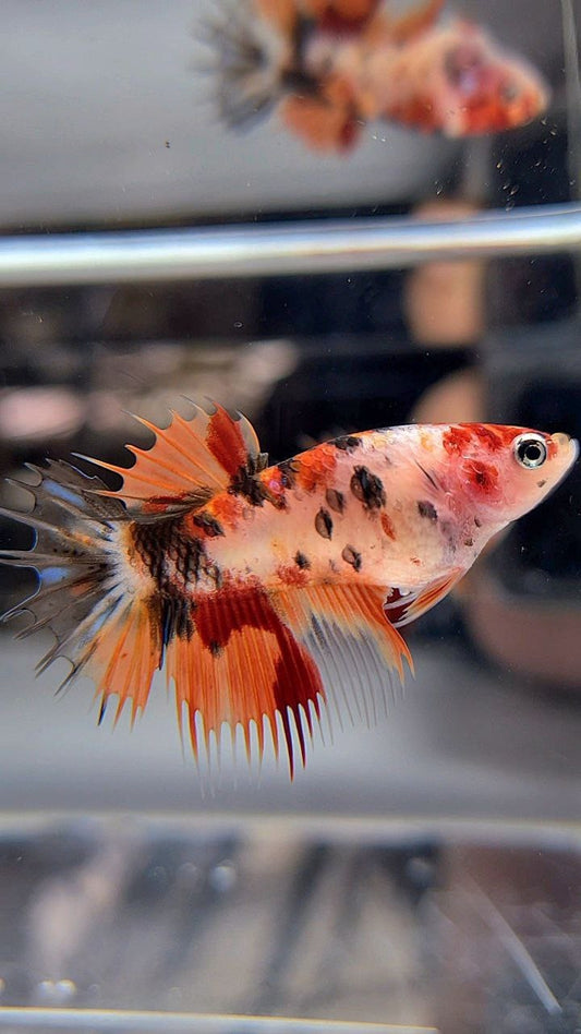 FEMALE CROWNTAIL ORANGE KOI TIGER MULTICOLOR BETTA FISH