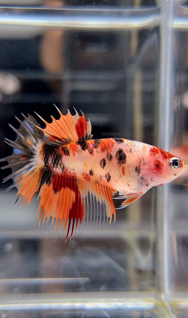 FEMALE CROWNTAIL ORANGE KOI TIGER MULTICOLOR BETTA FISH