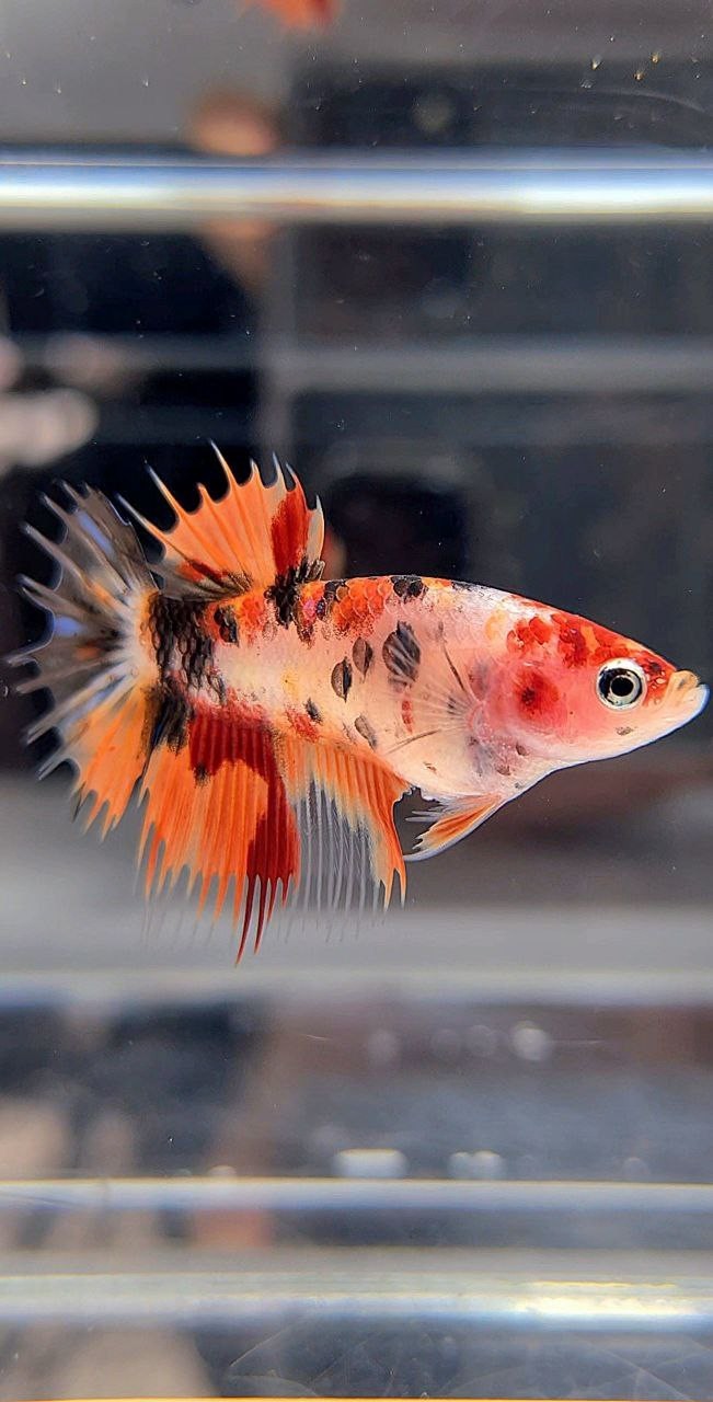 FEMALE CROWNTAIL ORANGE KOI TIGER MULTICOLOR BETTA FISH