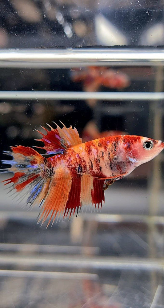 FEMALE CROWNTAIL ORANGE KOI NEMO MULTICOLOR BETTA FISH