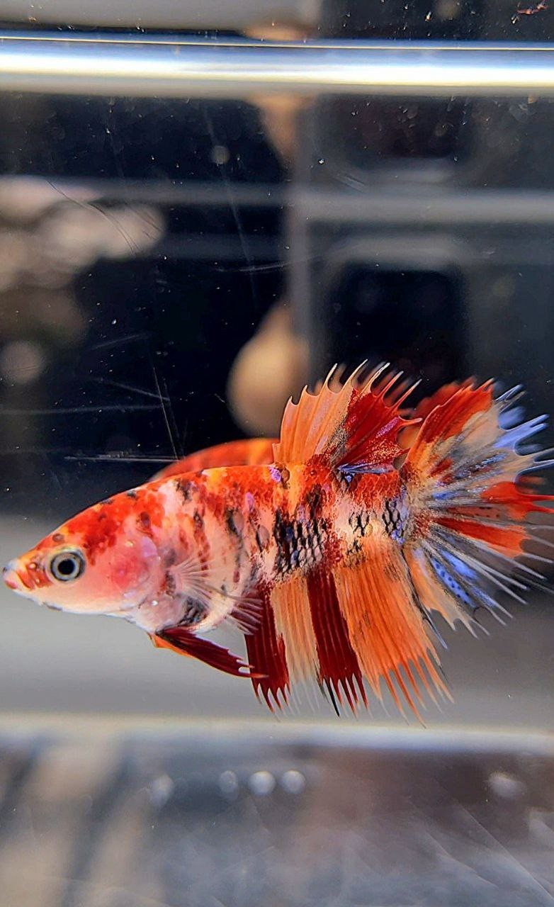 FEMALE CROWNTAIL ORANGE KOI NEMO MULTICOLOR BETTA FISH