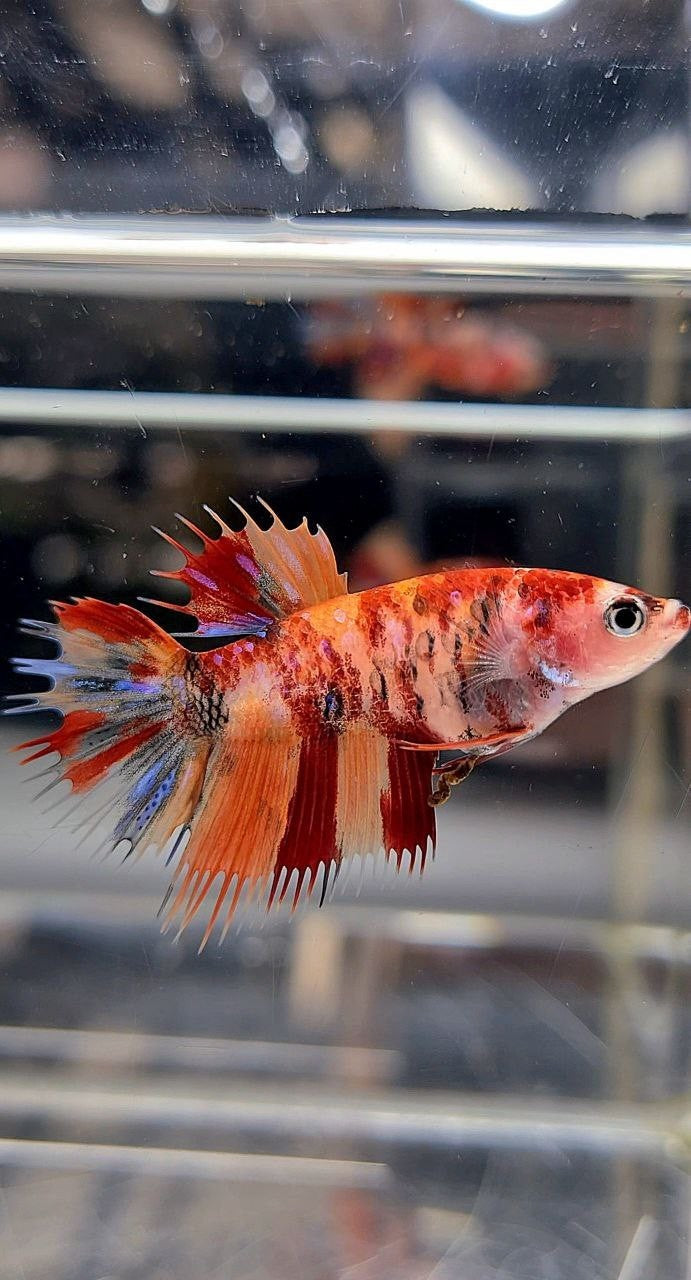 FEMALE CROWNTAIL ORANGE KOI NEMO MULTICOLOR BETTA FISH