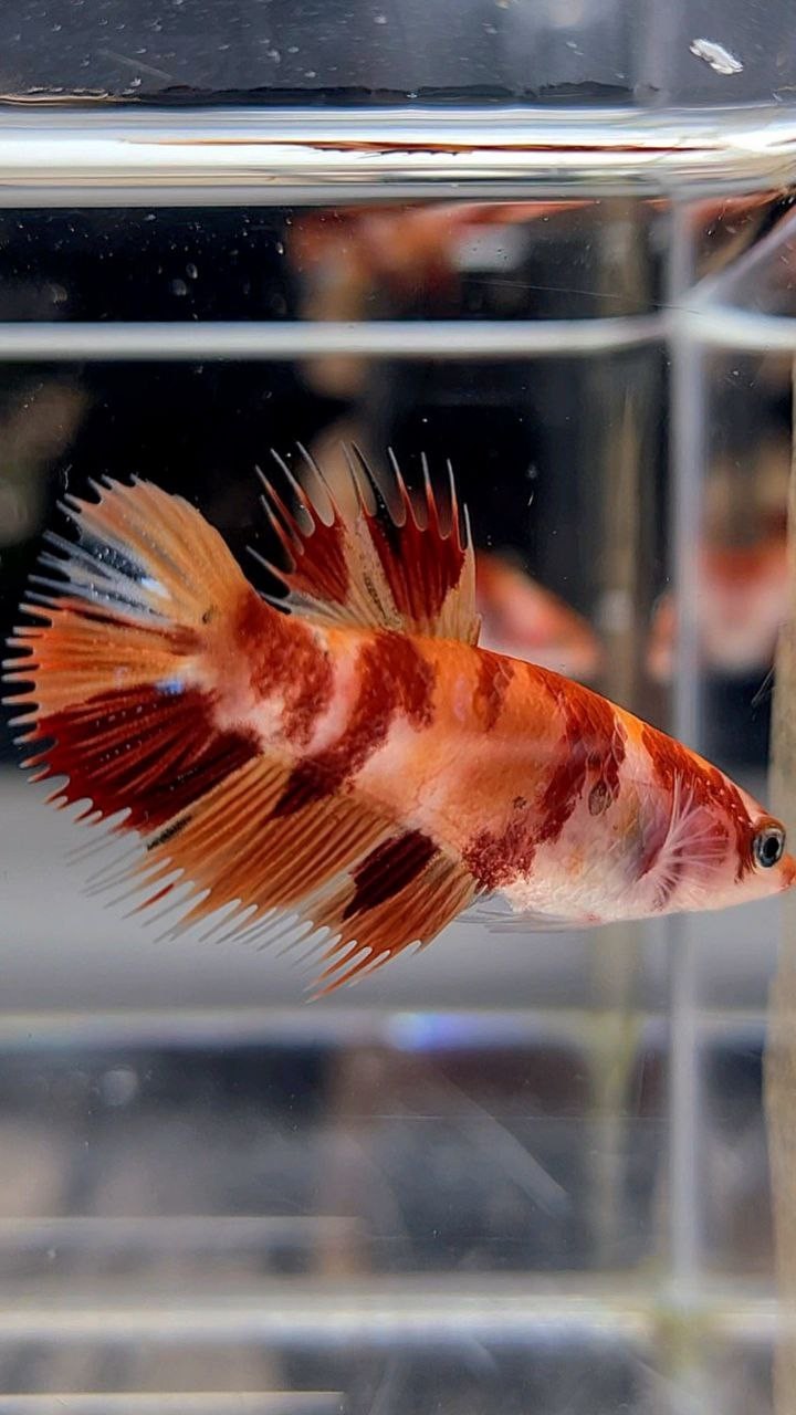 FEMALE CROWNTAIL PLAKAT ORANGE NEMO MULTICOLOR BETTA FISH