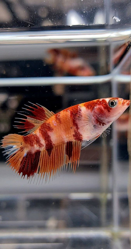 FEMALE CROWNTAIL PLAKAT ORANGE NEMO MULTICOLOR BETTA FISH