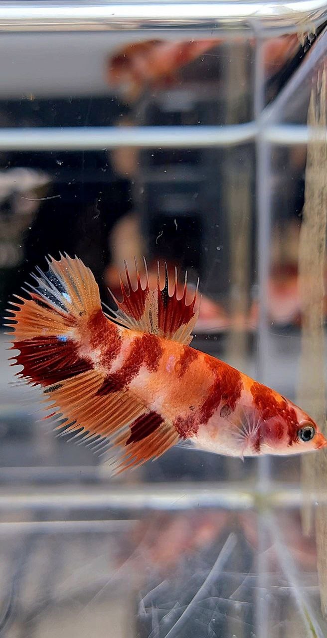 FEMALE CROWNTAIL PLAKAT ORANGE NEMO MULTICOLOR BETTA FISH