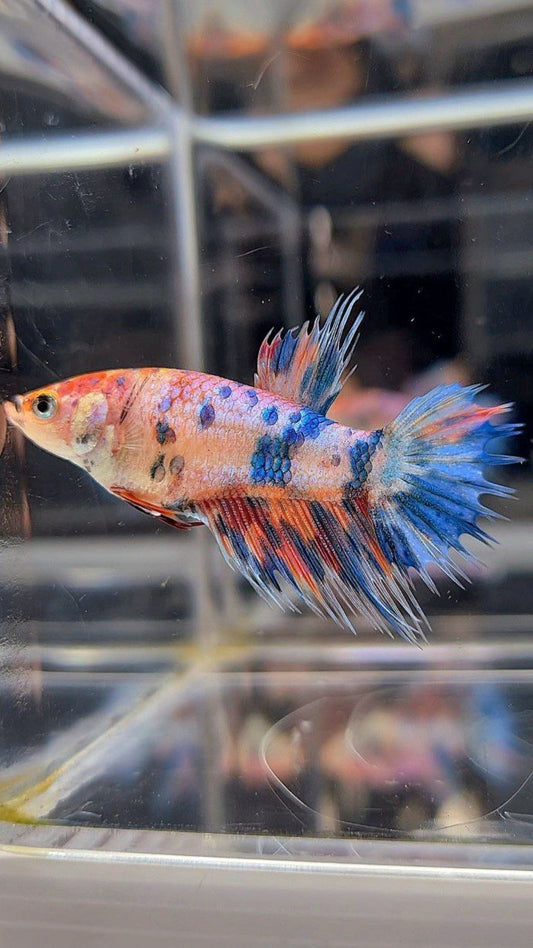 FEMALE CROWNTAIL RAINBOW MULTICOLOR BETTA FISH