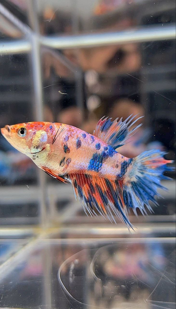 FEMALE CROWNTAIL RAINBOW MULTICOLOR BETTA FISH