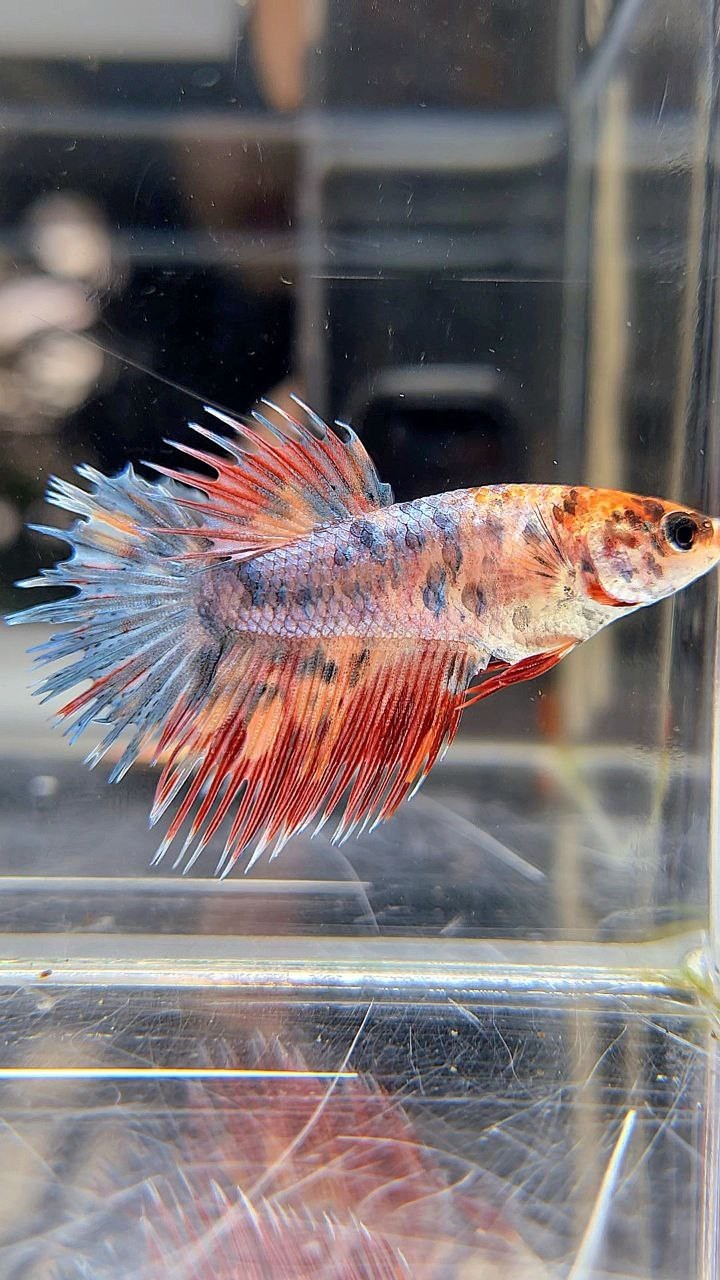 FEMALE CROWNTAIL FANCY FIRE MULTICOLOR BETTA FISH