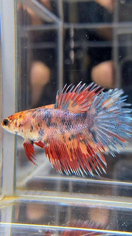 FEMALE CROWNTAIL FANCY FIRE MULTICOLOR BETTA FISH