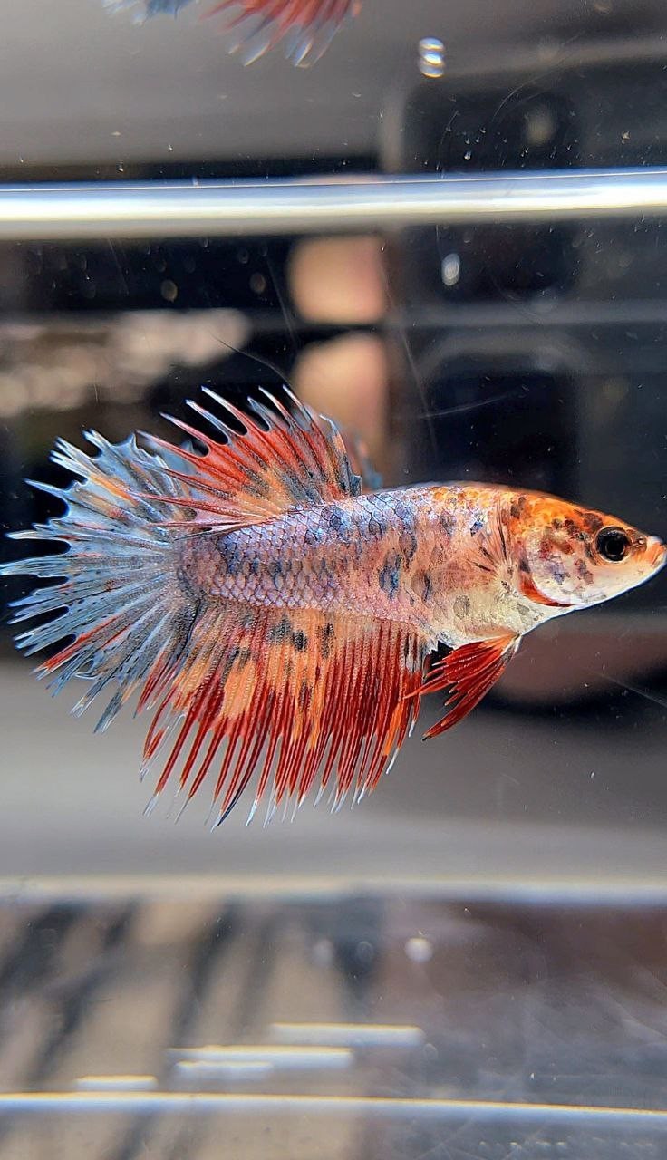 FEMALE CROWNTAIL FANCY FIRE MULTICOLOR BETTA FISH