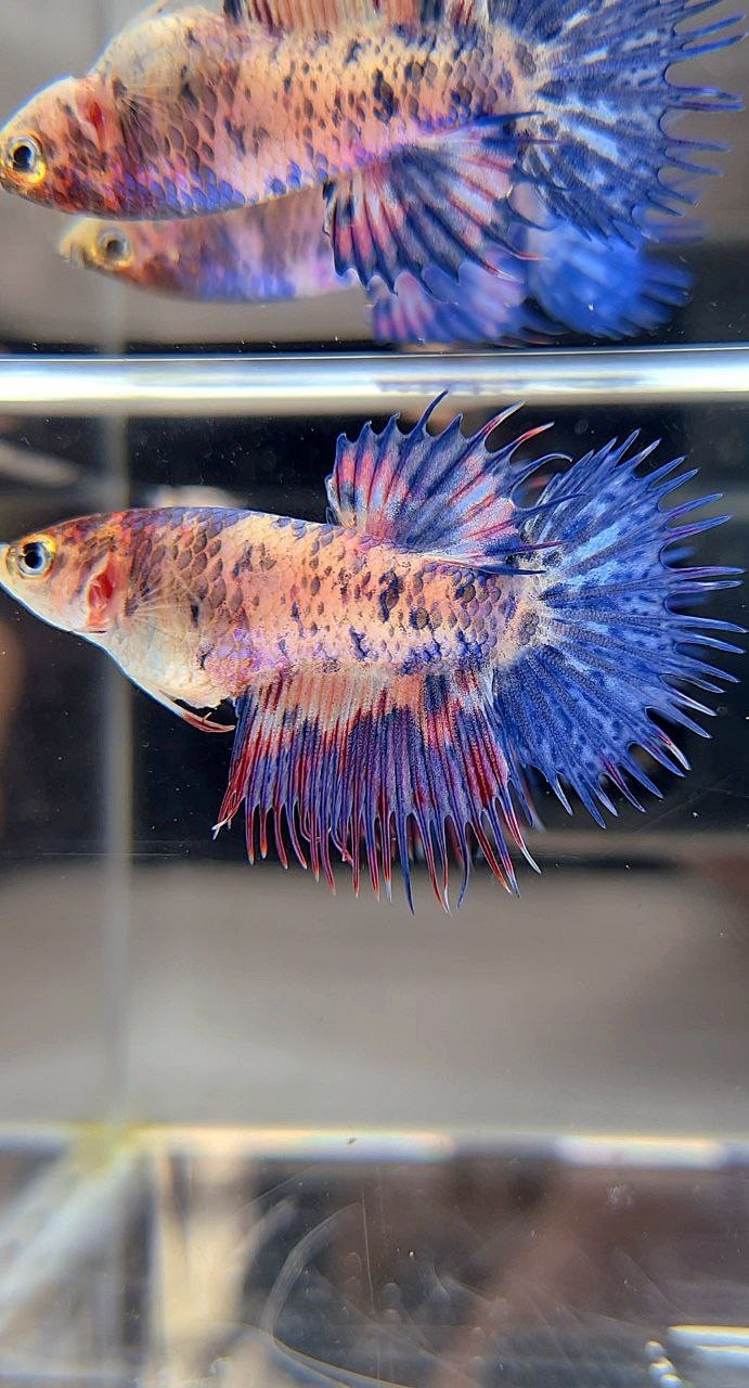 FEMALE CROWNTAIL BLUE PURPLE MARBLE DOTS MULTICOLOR BETTA FISH