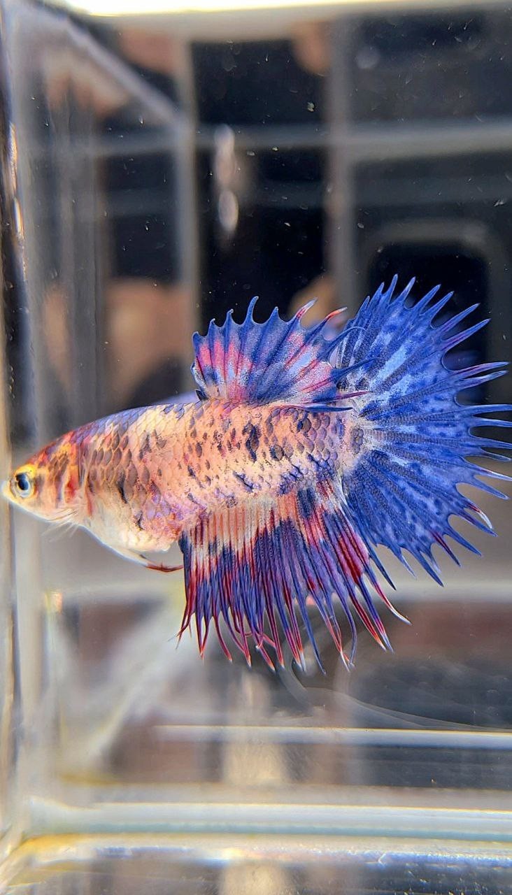 FEMALE CROWNTAIL BLUE PURPLE MARBLE DOTS MULTICOLOR BETTA FISH