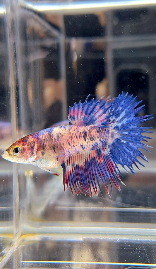 FEMALE CROWNTAIL BLUE PURPLE MARBLE DOTS MULTICOLOR BETTA FISH