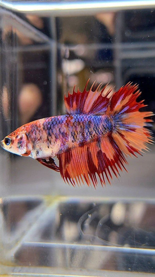 FEMALE CROWNTAIL ORANGE FIRE MULTICOLOR BETTA FISH
