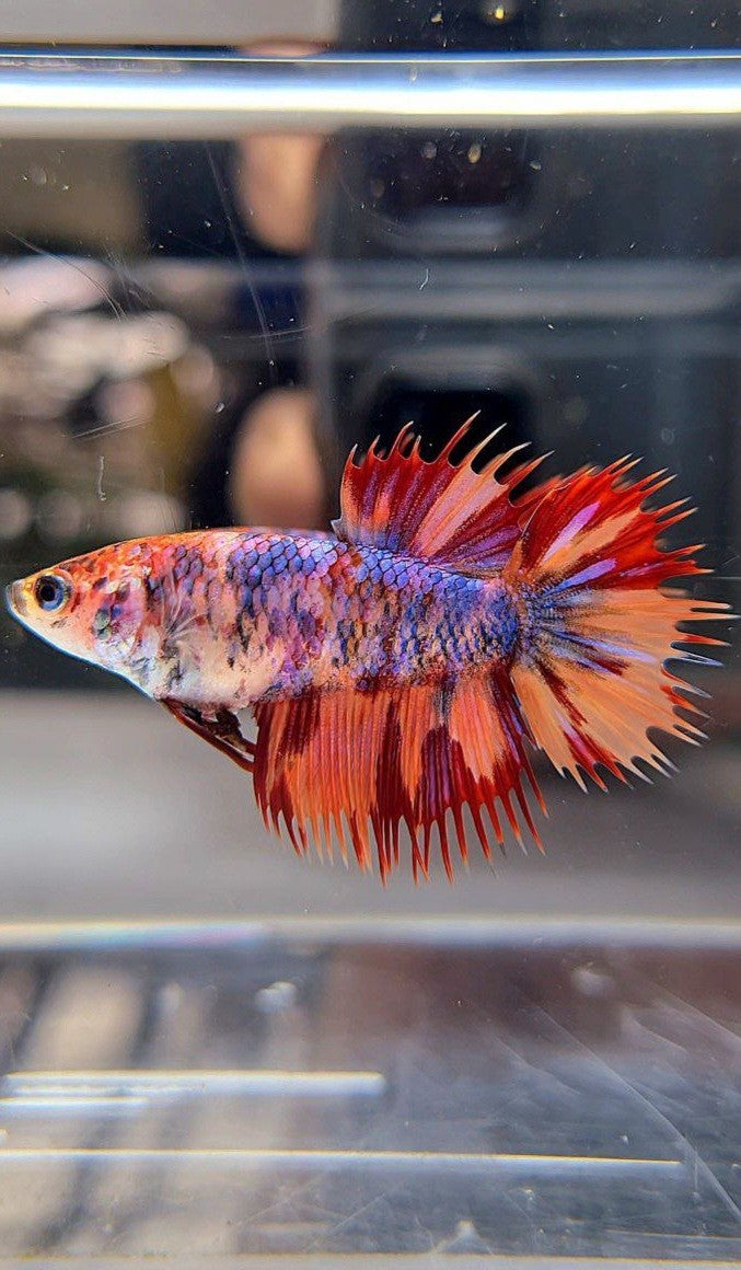 FEMALE CROWNTAIL ORANGE FIRE MULTICOLOR BETTA FISH